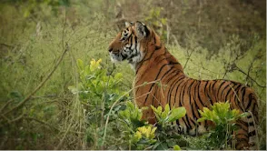 Jim Corbett National Park